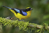 Image. Blue-winged Mountain Tanager