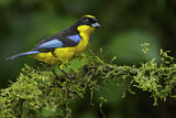 Image. Blue-winged Mountain Tanager