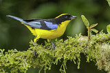 Image. Blue-winged Mountain Tanager