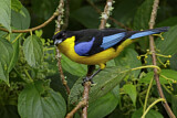 Image. Blue-winged Mountain Tanager