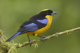 Image. Blue-winged Mountain Tanager