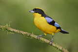 Image. Blue-winged Mountain Tanager
