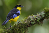 Image. Blue-winged Mountain Tanager