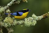 Image. Blue-winged Mountain Tanager