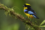 Image. Blue-winged Mountain Tanager