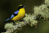 Image. Blue-winged Mountain Tanager