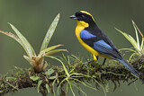 Image. Blue-winged Mountain Tanager