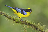 Image. Blue-winged Mountain Tanager
