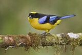 Image. Blue-winged Mountain Tanager