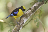 Image. Blue-winged Mountain Tanager