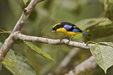 Image. Blue-winged Mountain Tanager