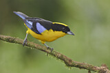 Image. Blue-winged Mountain Tanager