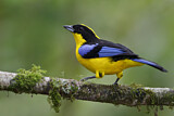 Image. Blue-winged Mountain Tanager