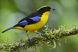 Image. Blue-winged Mountain Tanager