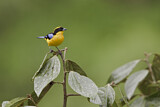 Image. Blue-winged Mountain Tanager