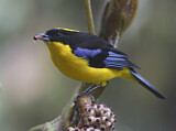 Image. Blue-winged Mountain Tanager