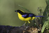Image. Blue-winged Mountain Tanager