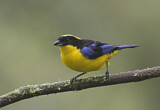 Image. Blue-winged Mountain Tanager