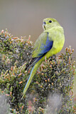 Image. Blue-winged Parrot