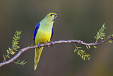Image. Blue-winged Parrot