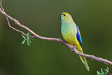Image. Blue-winged Parrot