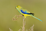Image. Blue-winged Parrot