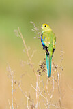 Image. Blue-winged Parrot