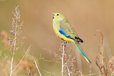 Image. Blue-winged Parrot