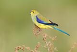Image. Blue-winged Parrot