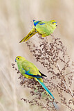 Image. Blue-winged Parrot