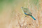 Image. Blue-winged Parrot