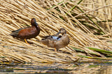 Image. Blue-winged Teal
