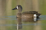 Image. Blue-winged Teal
