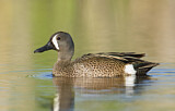 Image. Blue-winged Teal