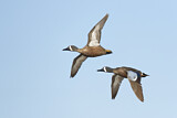 Image. Blue-winged Teal