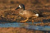 Image. Blue-winged Teal