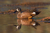 Image. Blue-winged Teal
