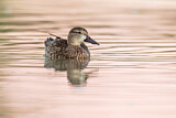 Image. Blue-winged Teal