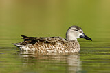 Image. Blue-winged Teal