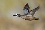 Image. Blue-winged Teal
