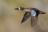 Image. Blue-winged Teal