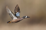 Image. Blue-winged Teal