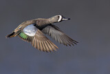 Image. Blue-winged Teal