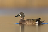 Image. Blue-winged Teal