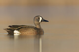 Image. Blue-winged Teal