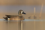 Image. Blue-winged Teal