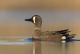 Image. Blue-winged Teal