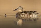 Image. Blue-winged Teal
