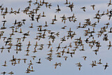 Image. Blue-winged Teal