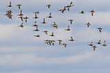 Image. Blue-winged Teal